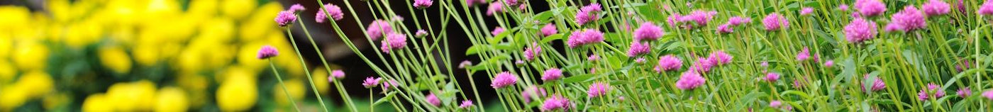 Zomertuin vol bloemen