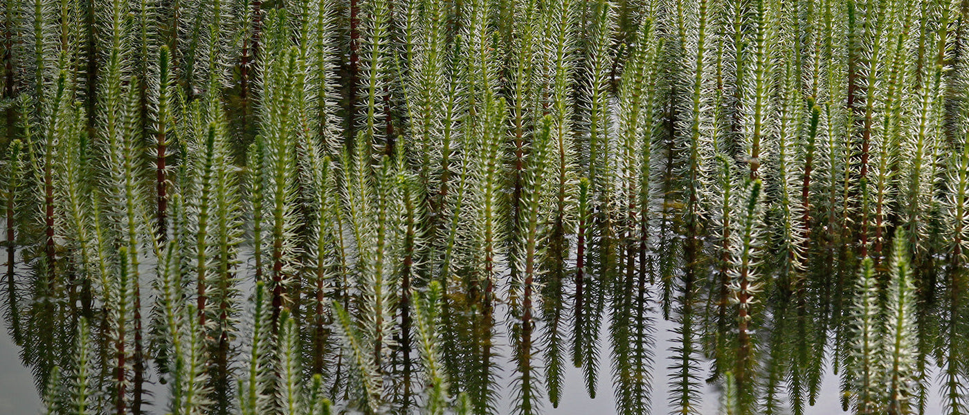 Zuurstofplanten