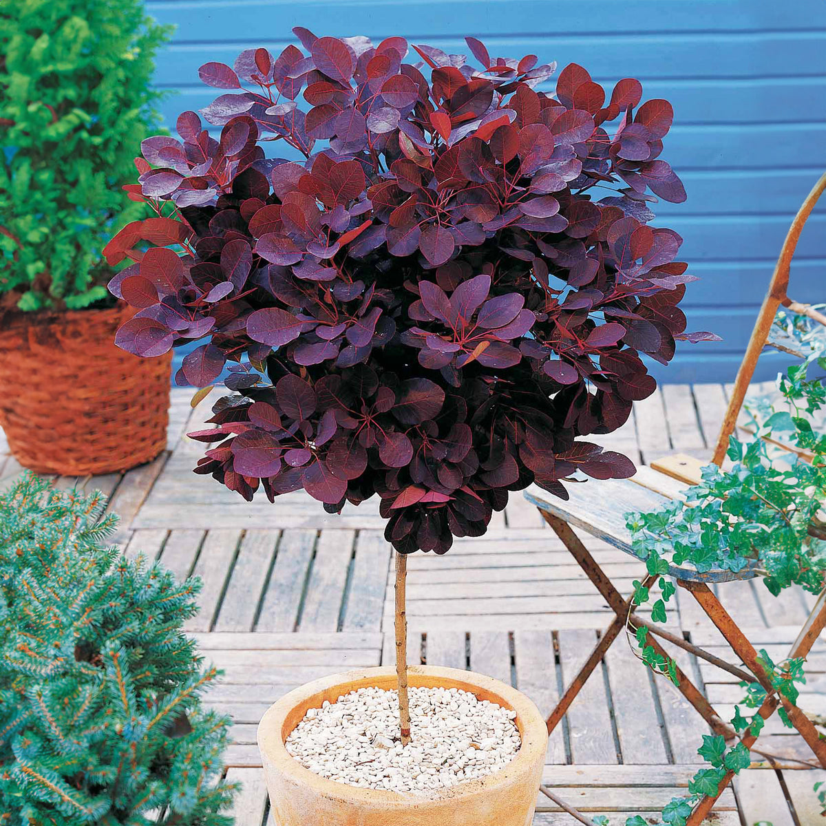 Pruikenboom 'Royal Purple' 3L pot 60 cm hoog - Willemse