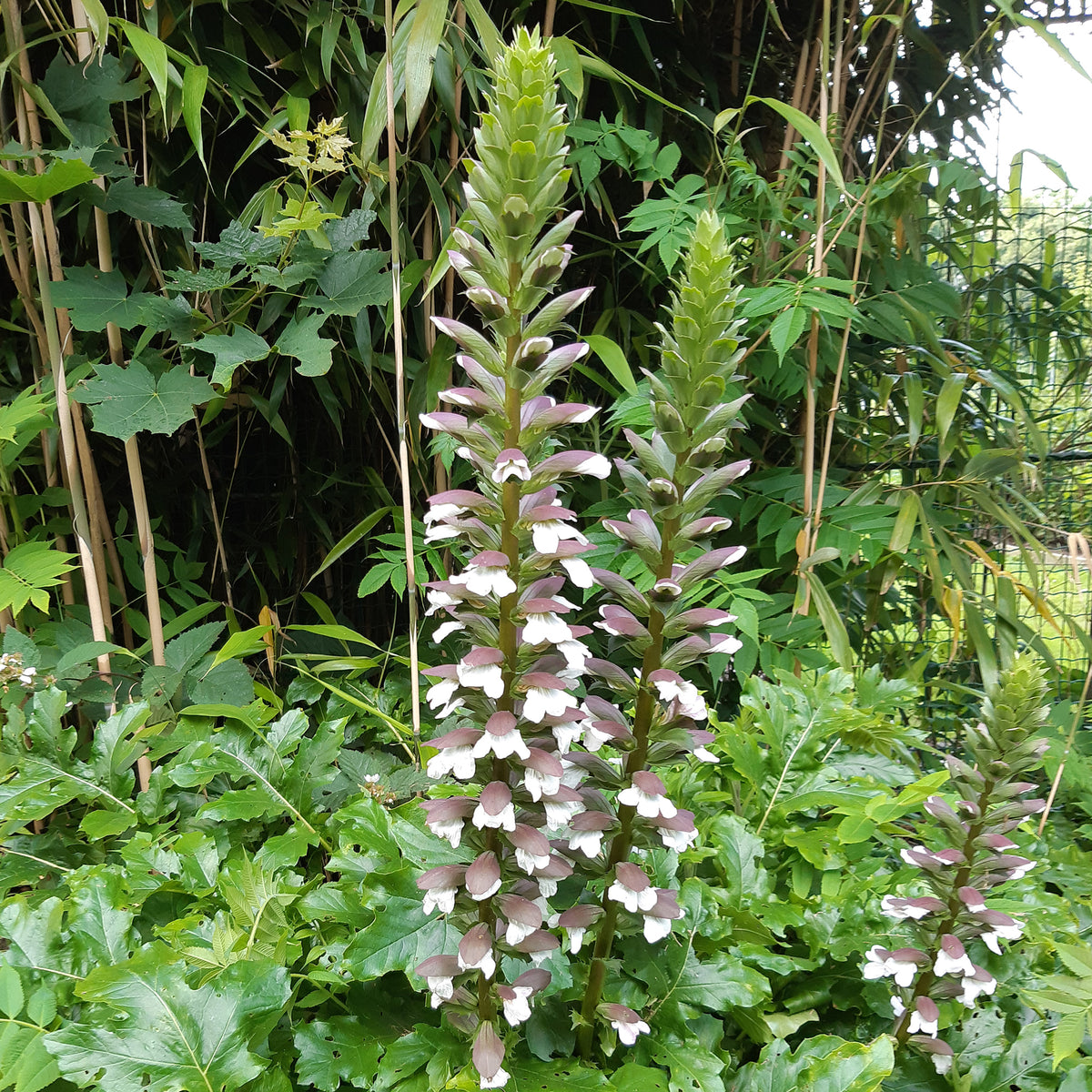 Acanthus mollis - Berenklauw - Acanthus