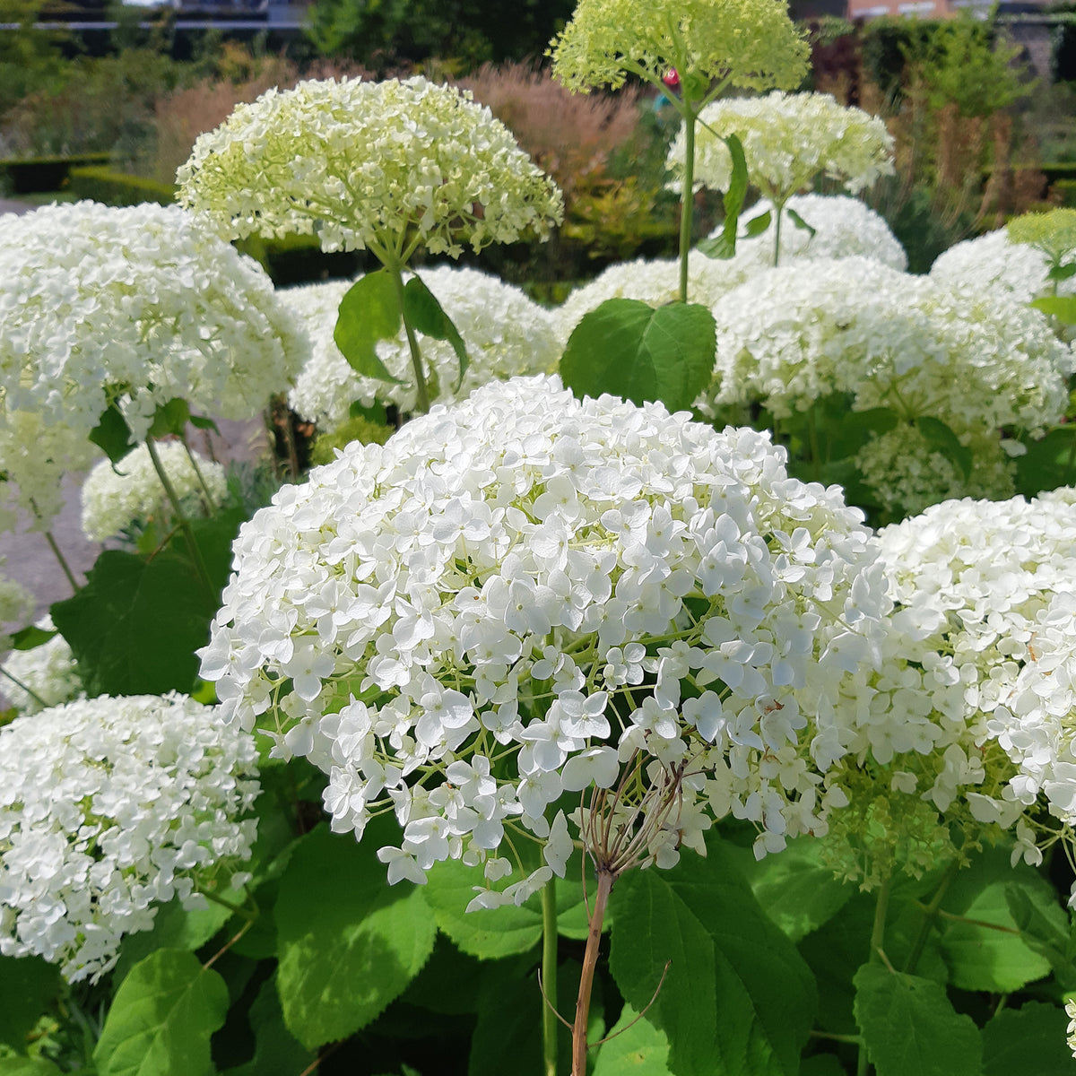 Hydrangea arborescens 'strong annabelle' - Sneeuwbalhortensia 'Strong Annabelle' - Hortensia