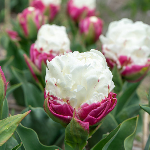 Dubbele IJsroom tulp (x7) - Willemse