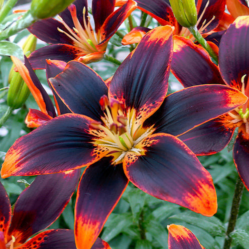 Aziatische lelie Forever Susan (x5) - Willemse