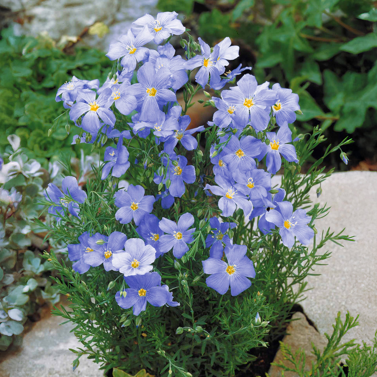Overblijvend vlas - blauw - Linum perenne - Willemse