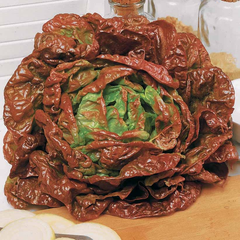 Kropsla 'Wonder der Vier Jaargetijden' - Willemse