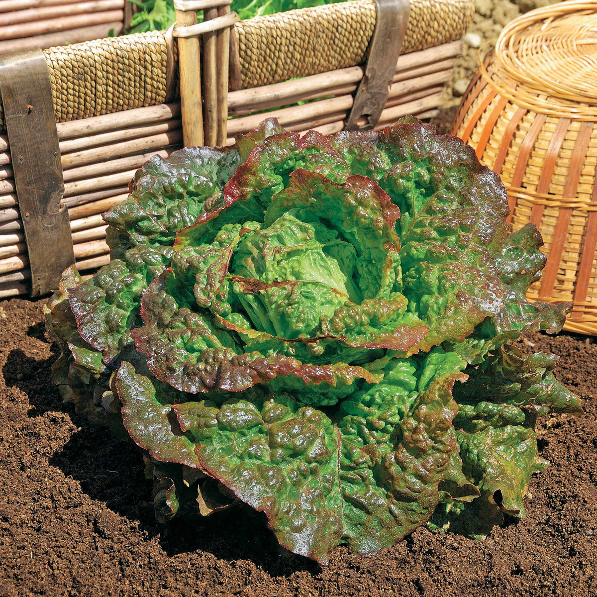 Rode ijsbergsla 'Rouge Grenobloise' - Willemse