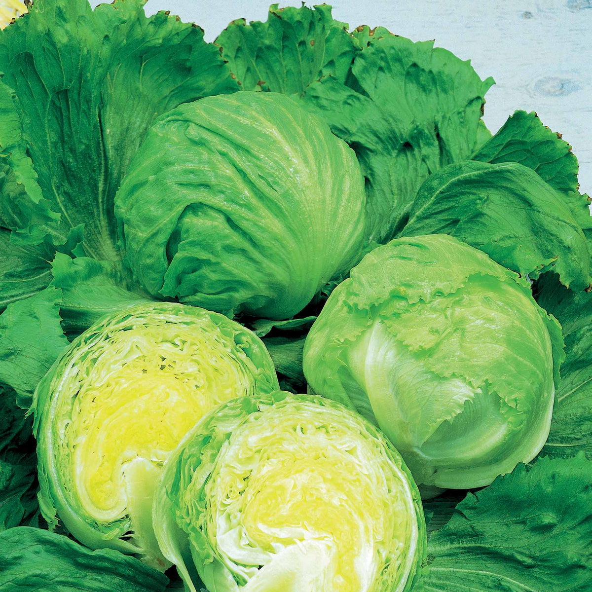IJsbergsla 'Barcelona' - Lactuca sativa barcelona - Willemse