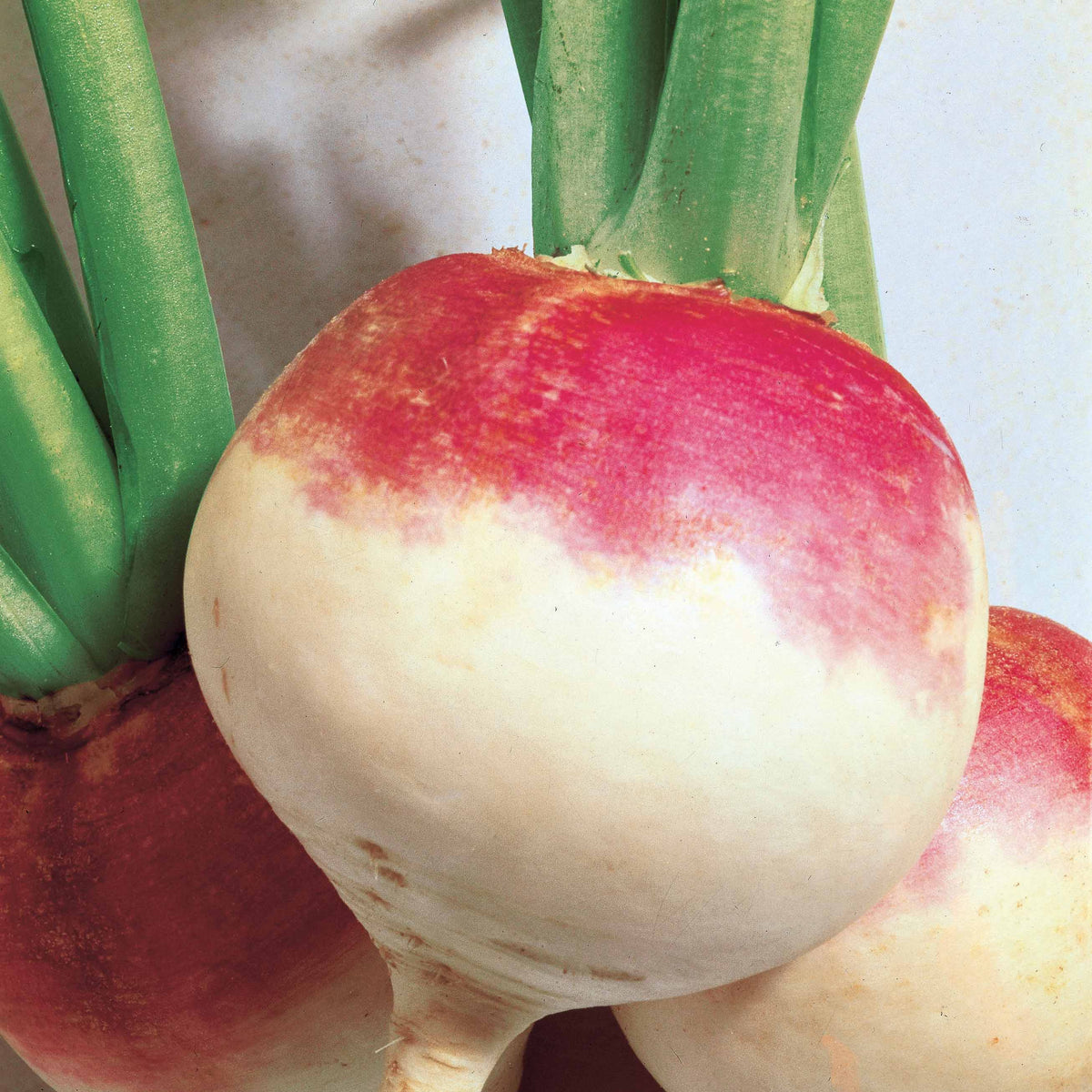 Knolraap 'Norfolk' - Brassica rapa norfolk - Willemse