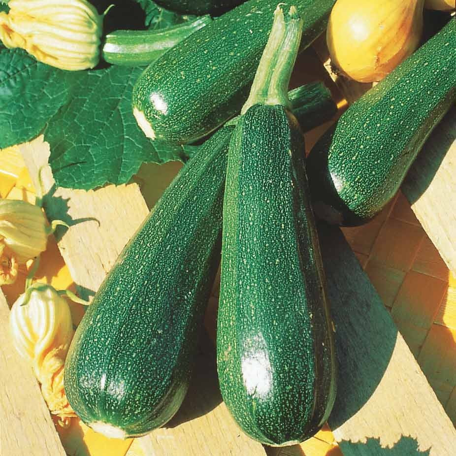 10 Courgette BIO zaden - niet woekerend - Cucurbita pepo verte non coureuse des maraîchers - Willemse