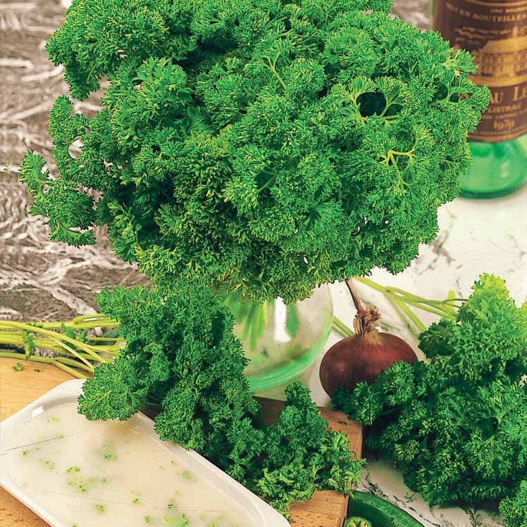 Petroselinum crispum bravour - Peterselie 'Bravour' - Kruidenzaden