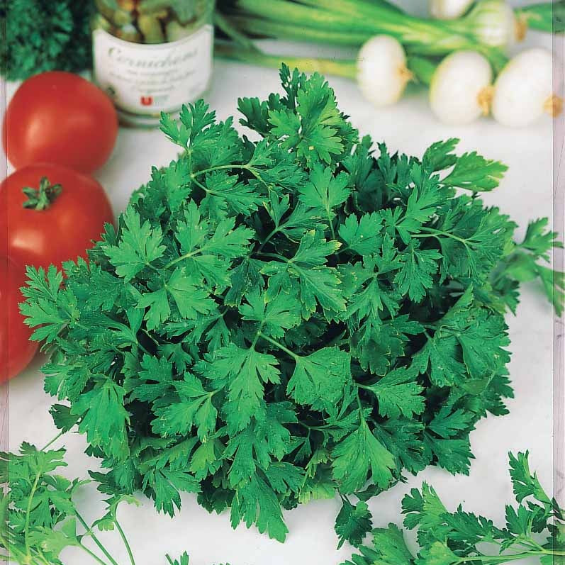 Petroselinum crispum commun 2 - Gewone peterselie - BIO - Biologische kruiden