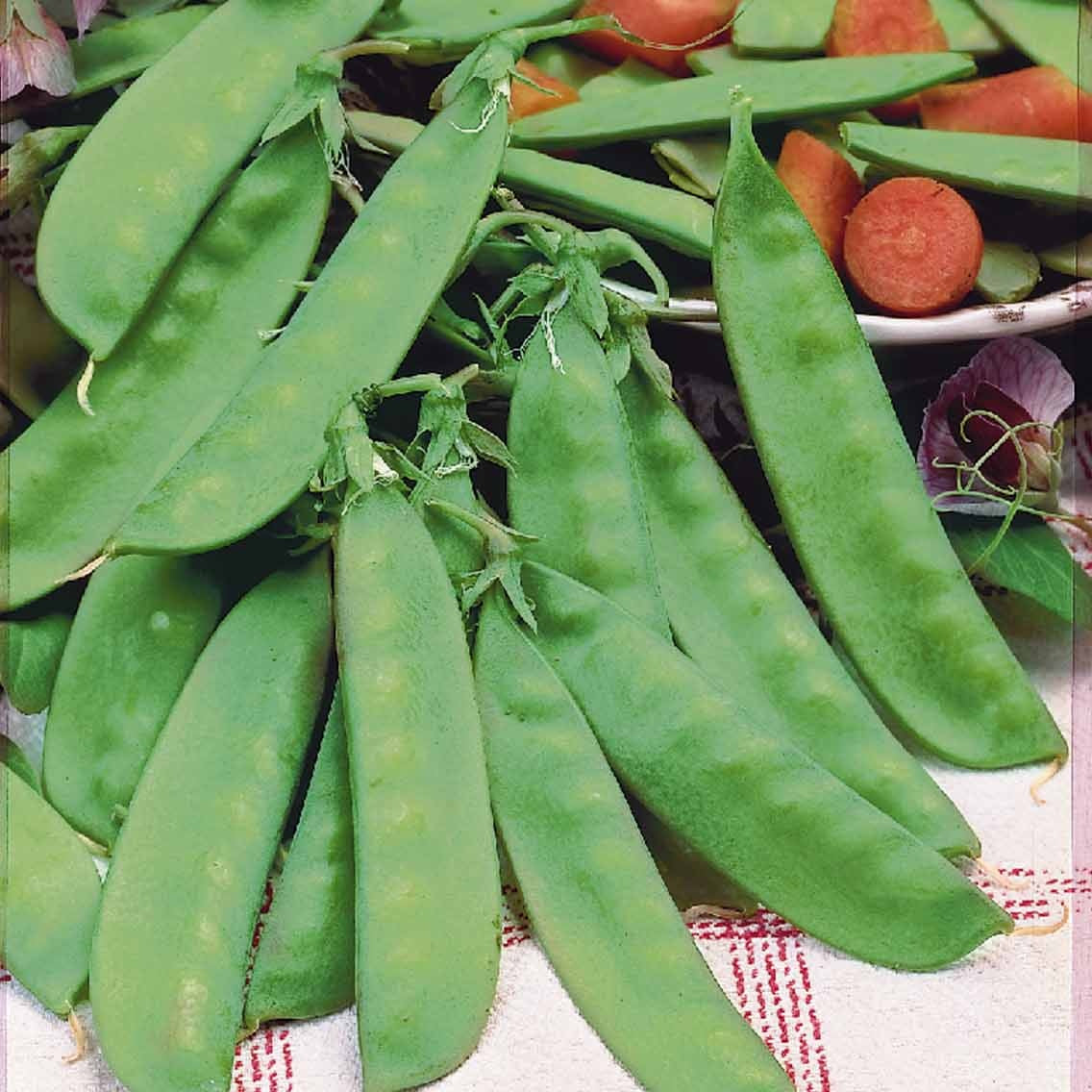 Peul 'Corne de Bélier' - Pisum sativum corne de bélier - Willemse