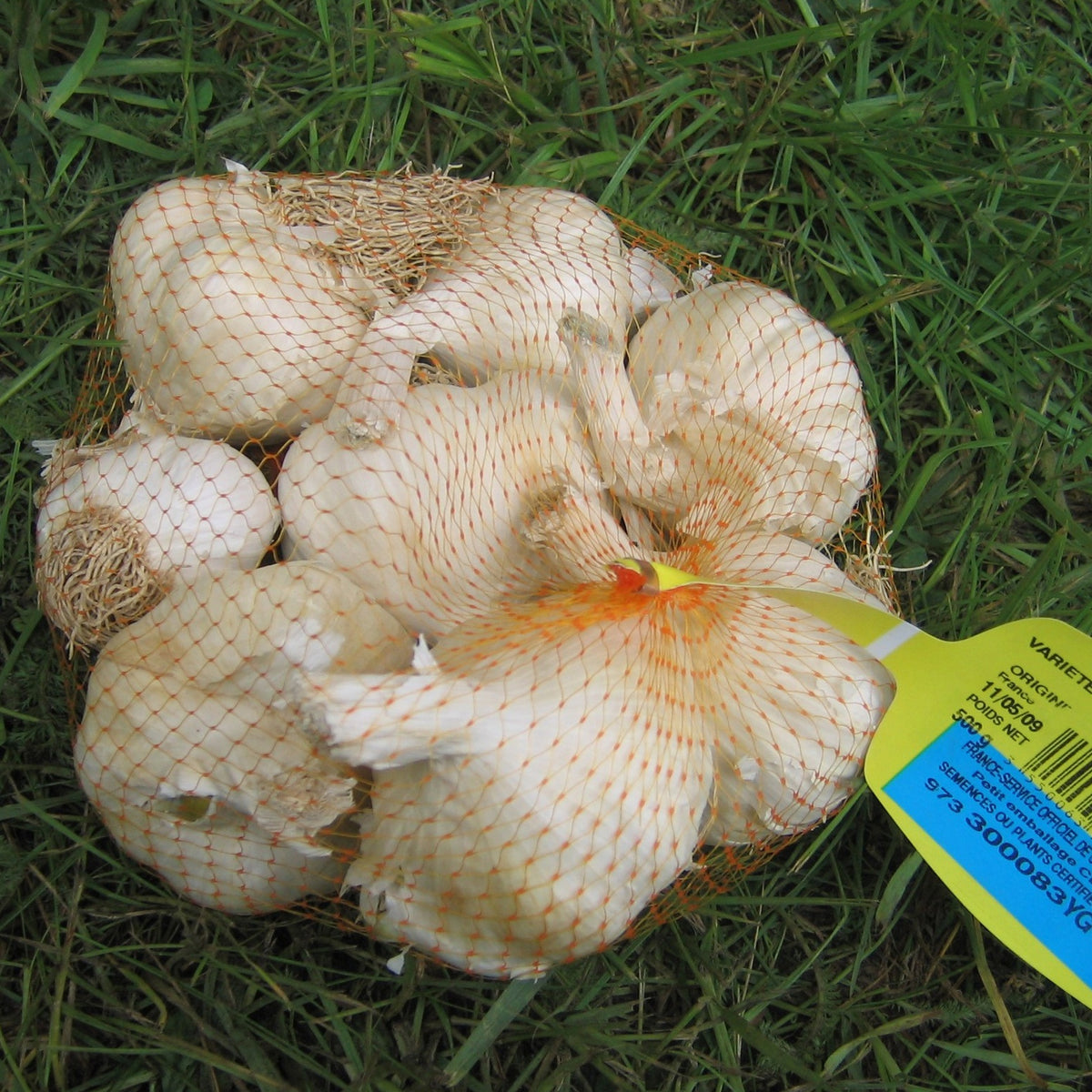 Paarse knoflook 'Germidour' - Allium sativum germidour - Willemse