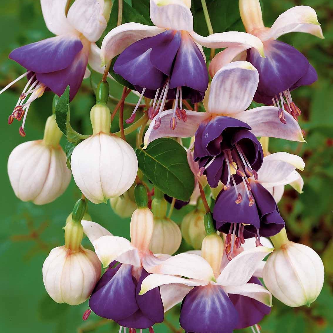 Bellenplant 'Blue Angel' (x3) - Fuchsia blue angel - Willemse