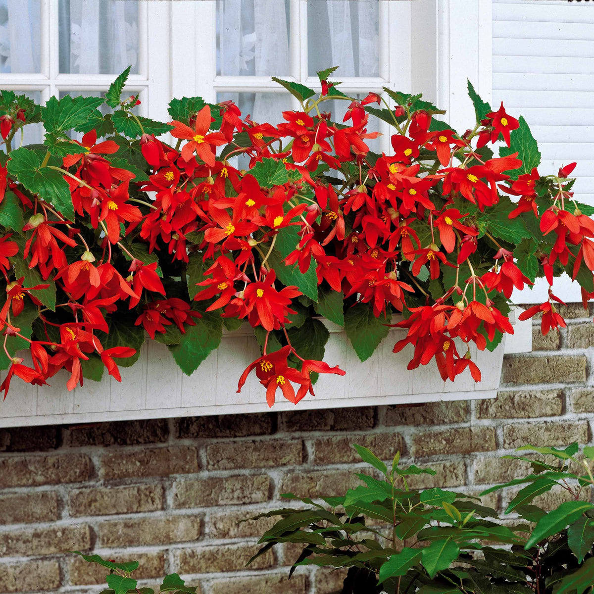 Begonia bertinii tanaïs - Knolbegonia 'Tanaïs (x2) - Begonia