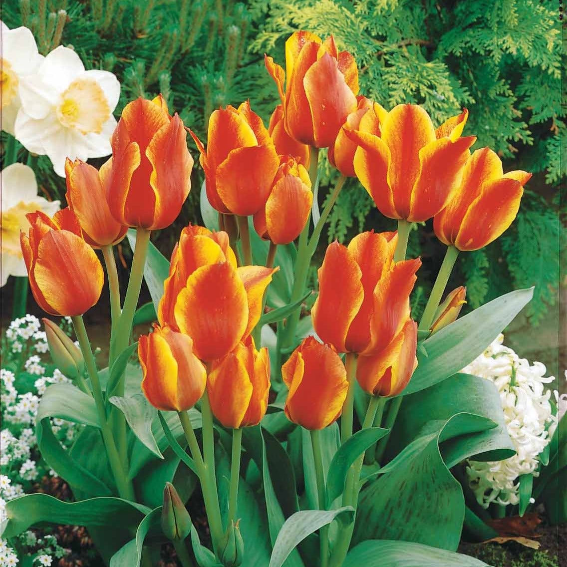 Tulpen Winnipeg (x10) - Willemse