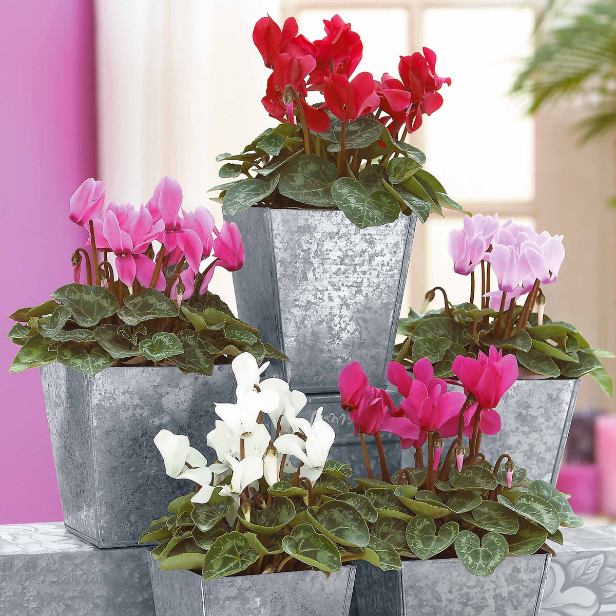 Super serie mini-cyclamen (x3) - Willemse