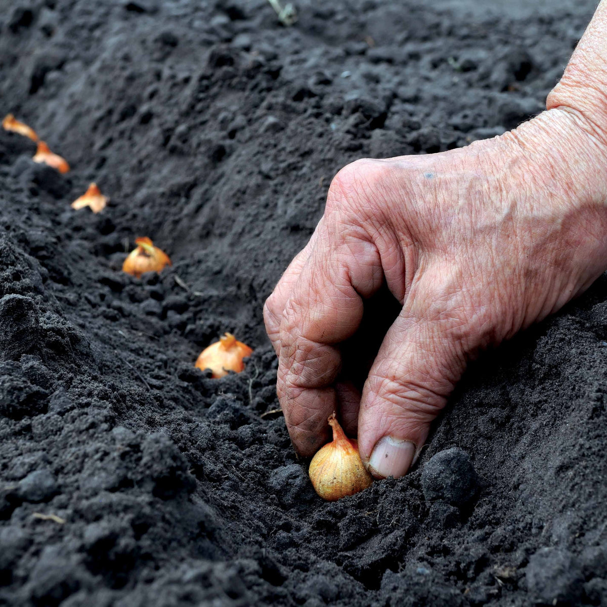 Allium cepa de brunswick - Rode ui 'Brunswick' - Uien