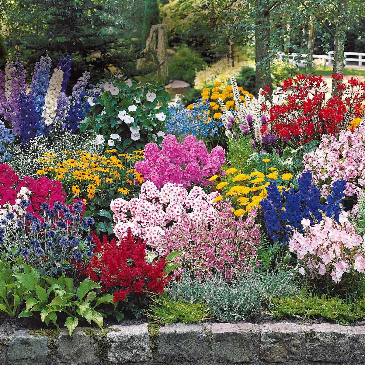 Vaste planten borderpakket - ca. 6 m² - Delphinium, Phlox, Liatris, Gypsophila, Rudbeckia, Physostegia, Astilbe, Achillea - Willemse
