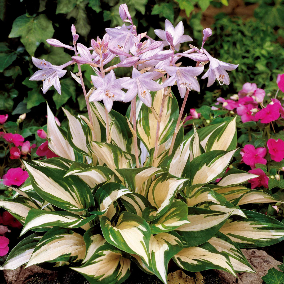 Hosta 'Fire and Ice ' - Willemse