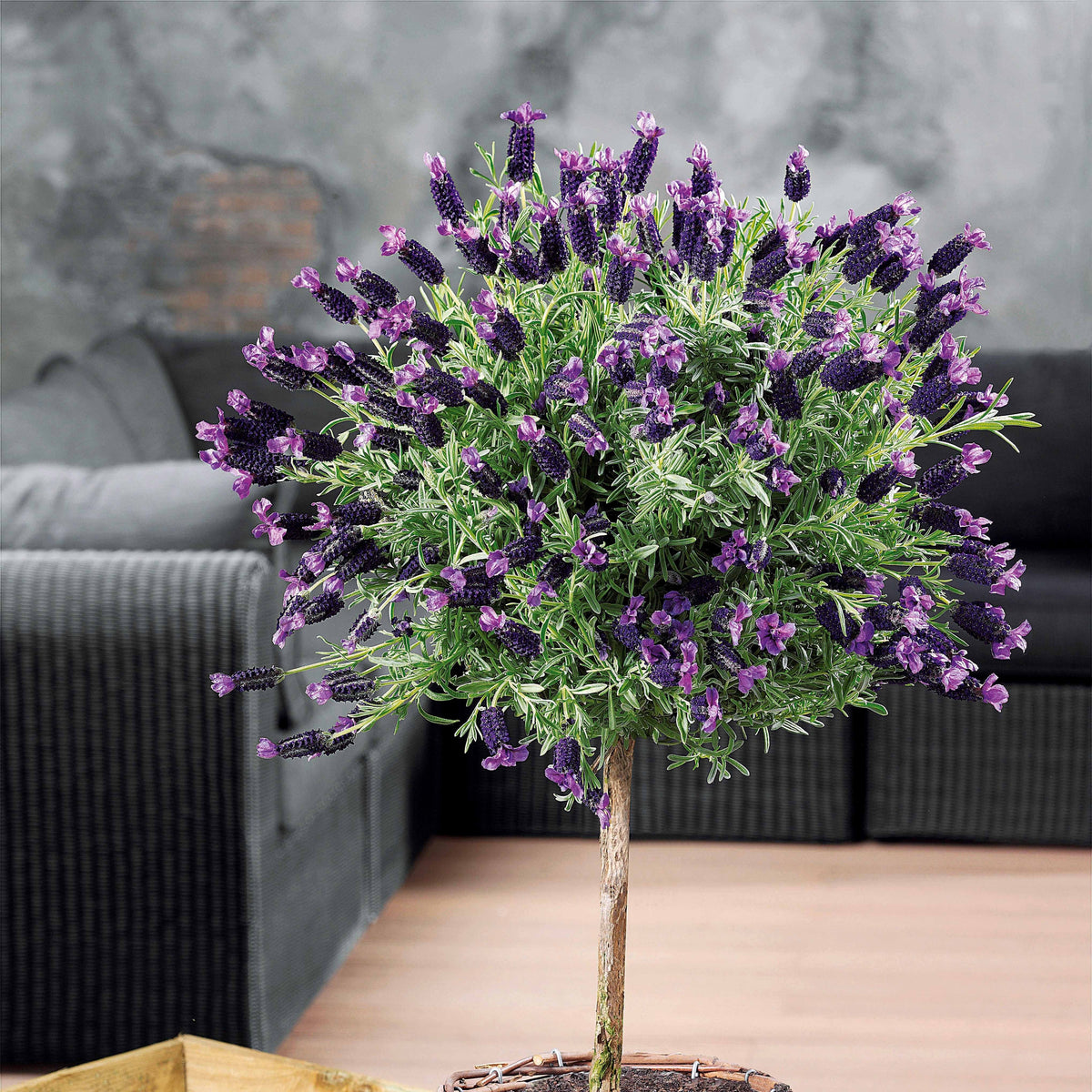 Lavandula stoechas - Kuiflavendel - Lavendel