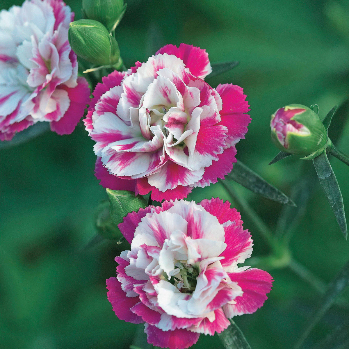 Grasanjer 'Pink Heaven' (x2) - Dianthus pink heaven - Willemse