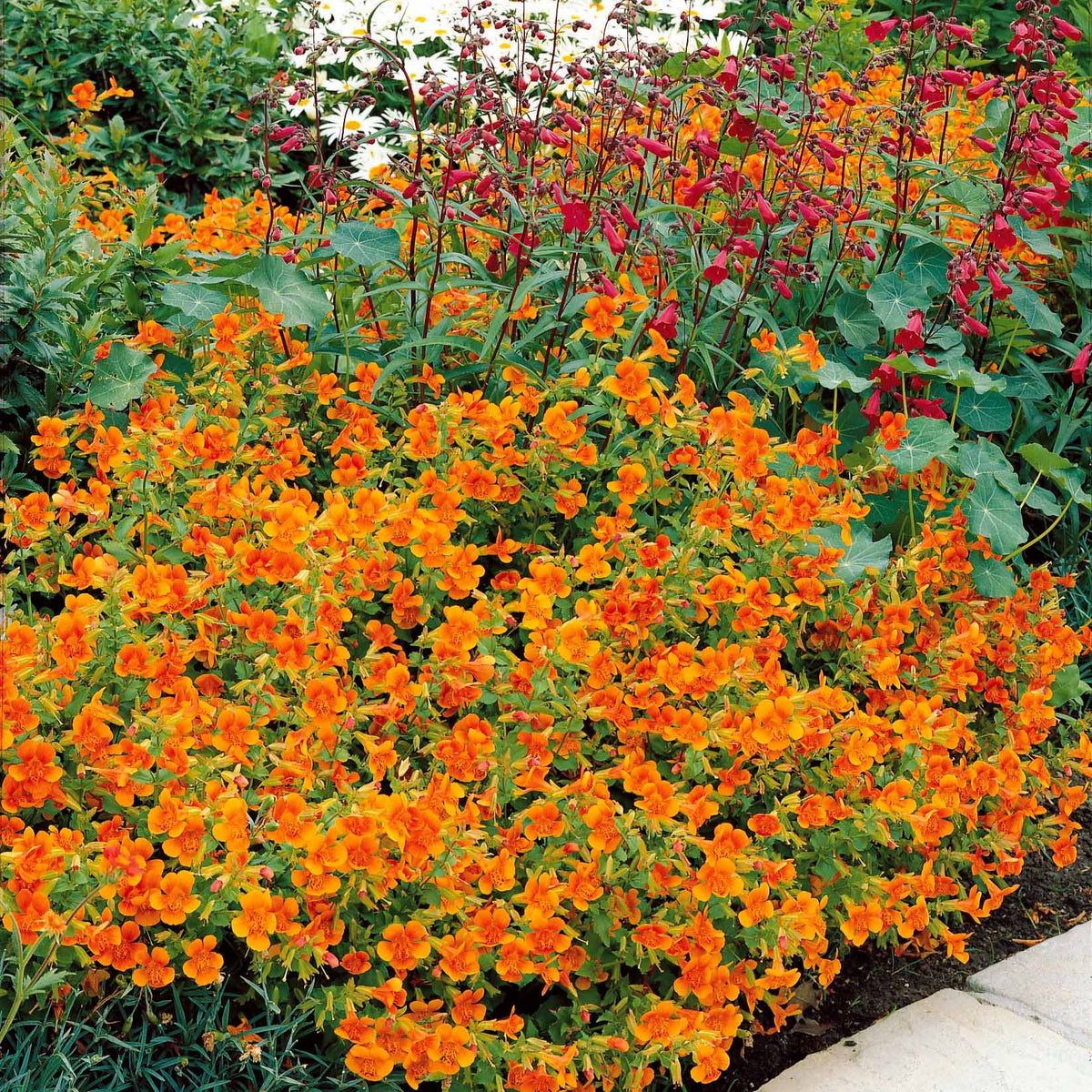 Maskerbloem 'Orange Glow' (x5) - Willemse