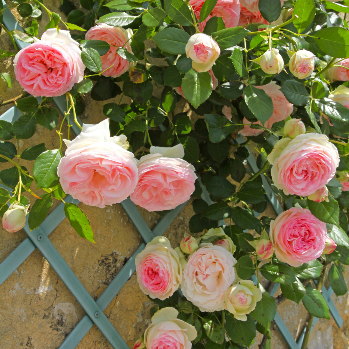 Klimroos Mix 'Ronsard' + 'Golden Gate' + 'Santana' (x3)