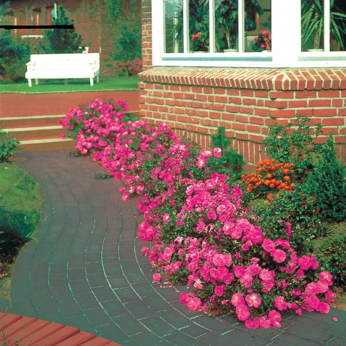 Bodembedekkende roos 'Mirato'® - Willemse