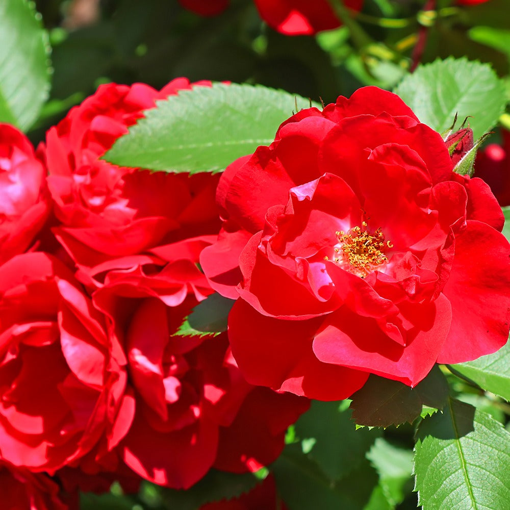 Trosroos - rood - Rosa polyantha - Willemse