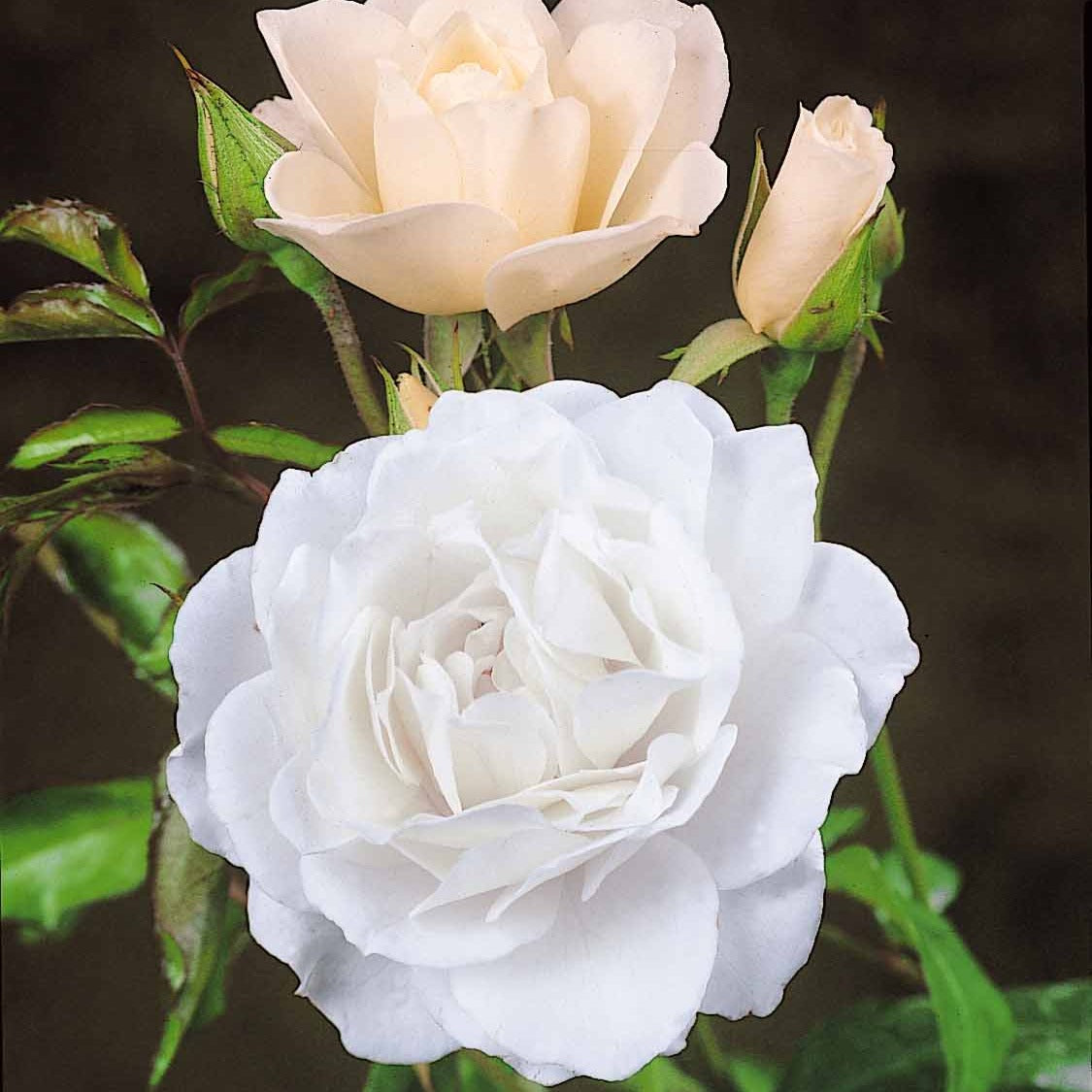 Roos 'Korbin' - Willemse