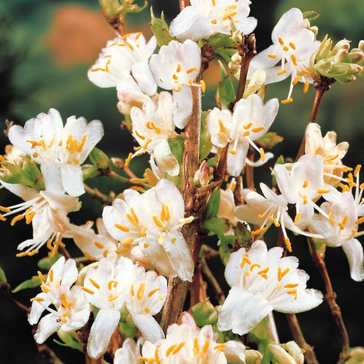 Winterkamperfoelie - Lonicera fragrantissima - Willemse