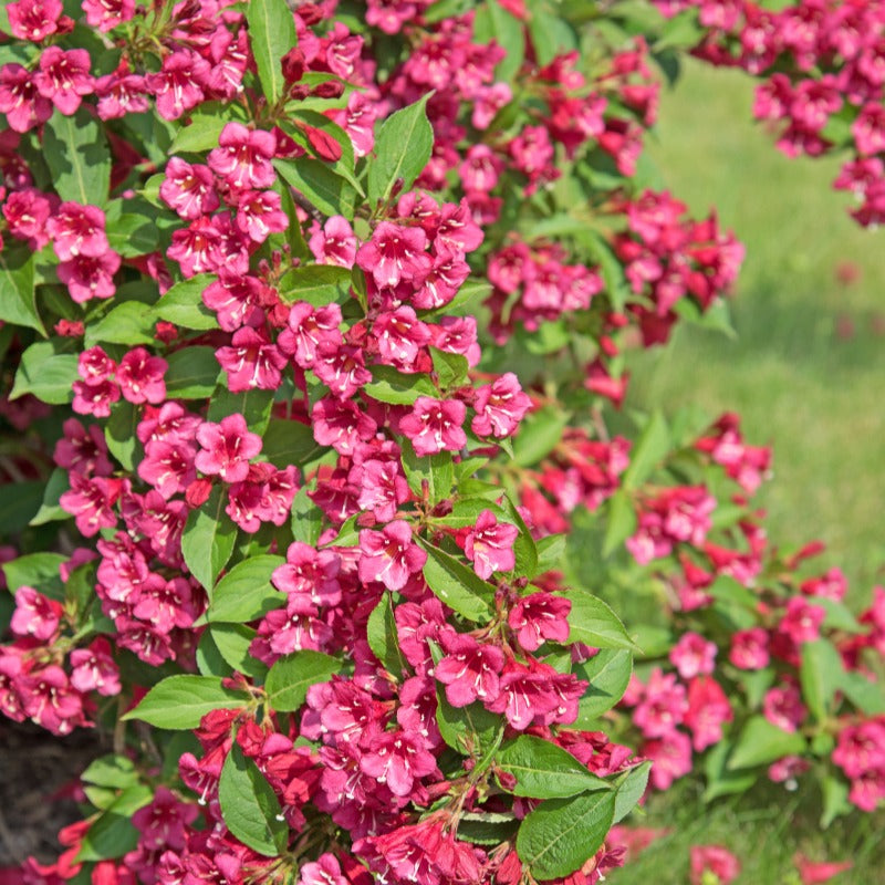 Jardins - 3 struiken als cadeau - Weigela Bristol Ruby,Philadelphus Virginal,Forsythia int. Spectabilis