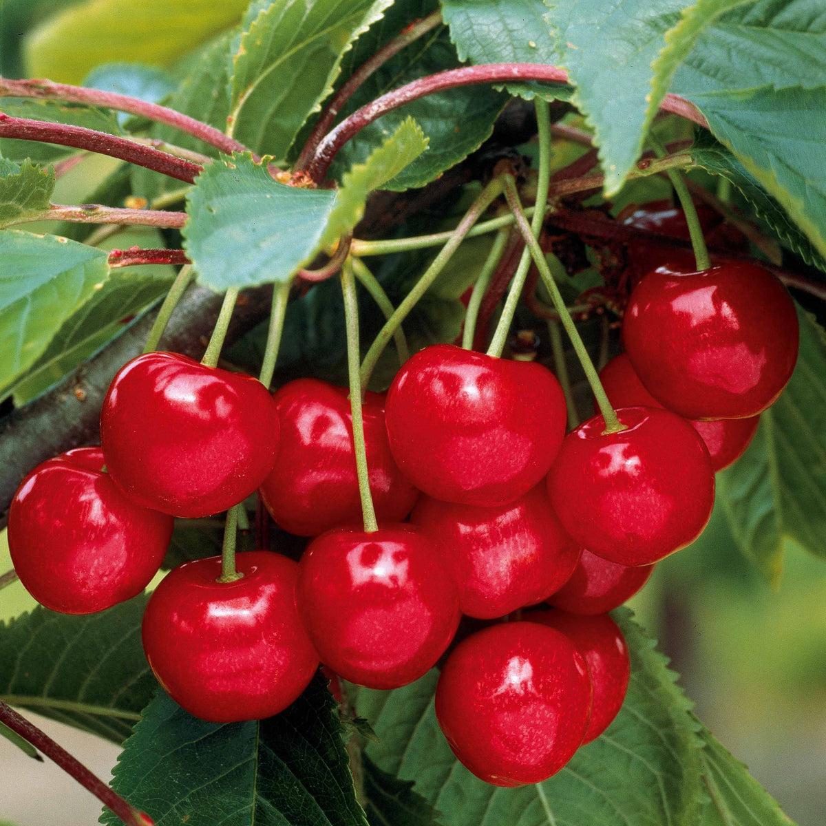 Mini Zoete kers 'Burlat' - Prunus avium Spur Burlat - Willemse