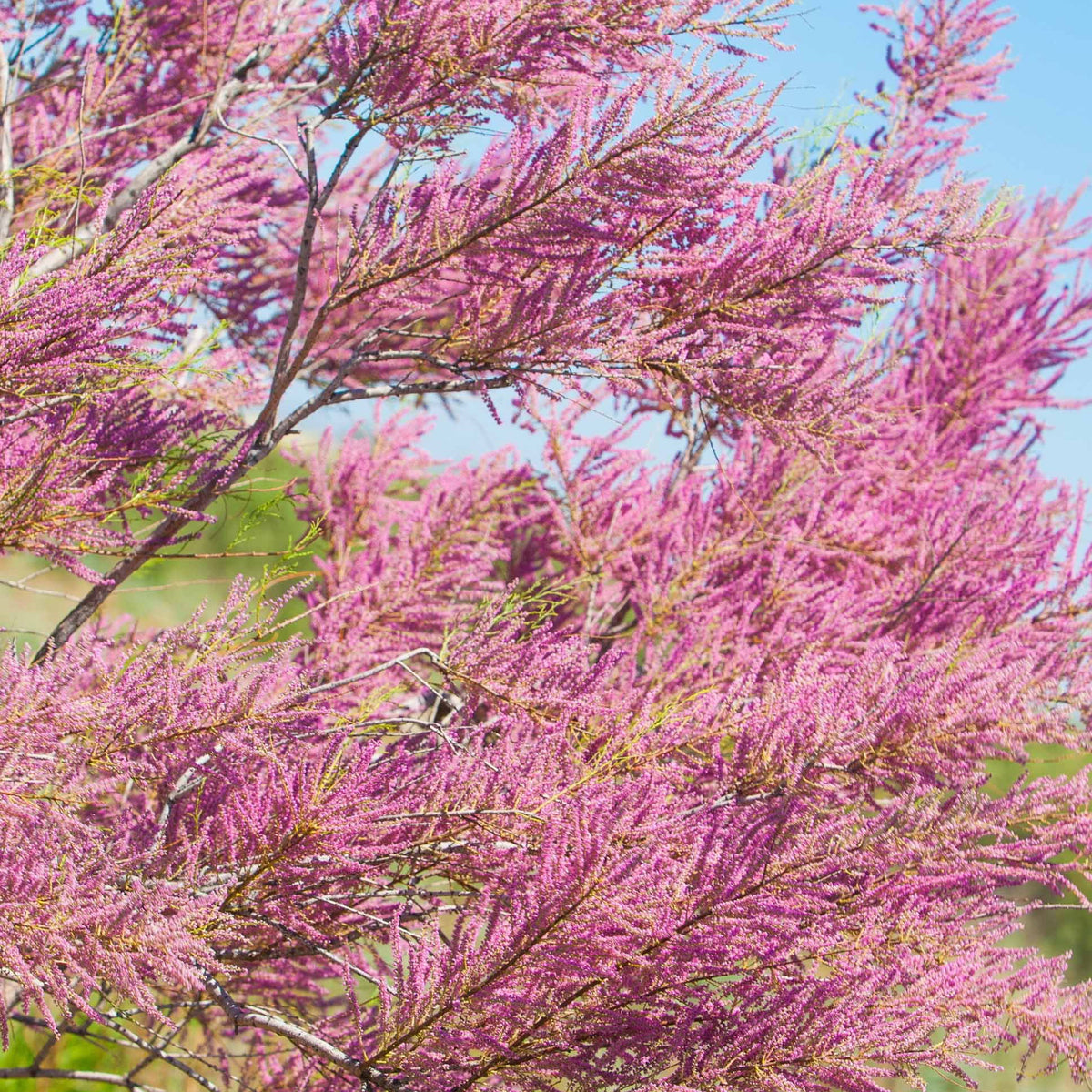 Tamarisk - Willemse