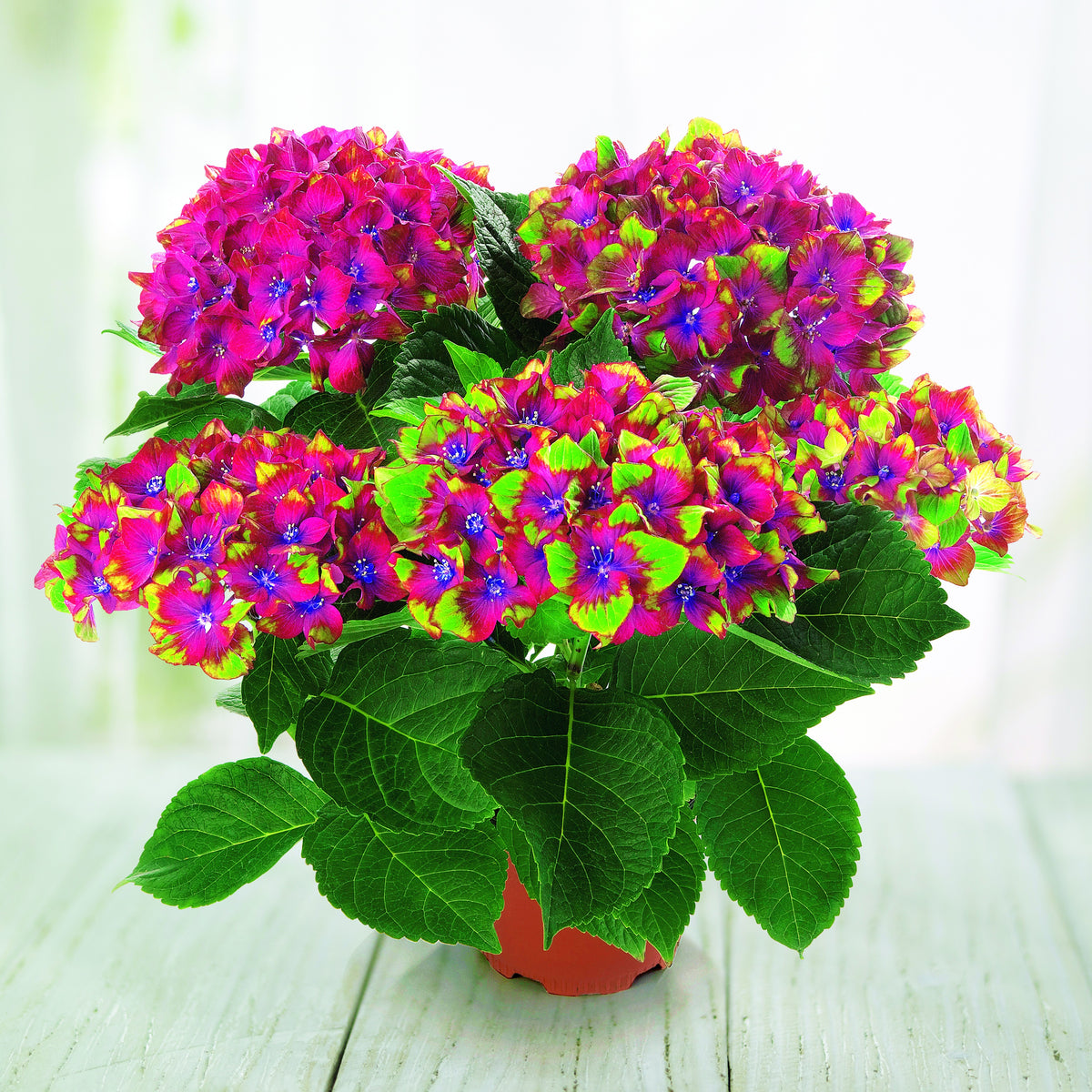 Boerenhortensia 'Saxon'® - Hydrangea macrophylla Saxon ® - Willemse