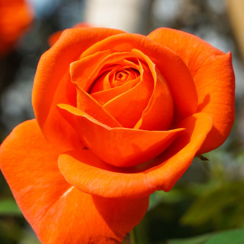 Struikroos - oranje - Rosa - Willemse
