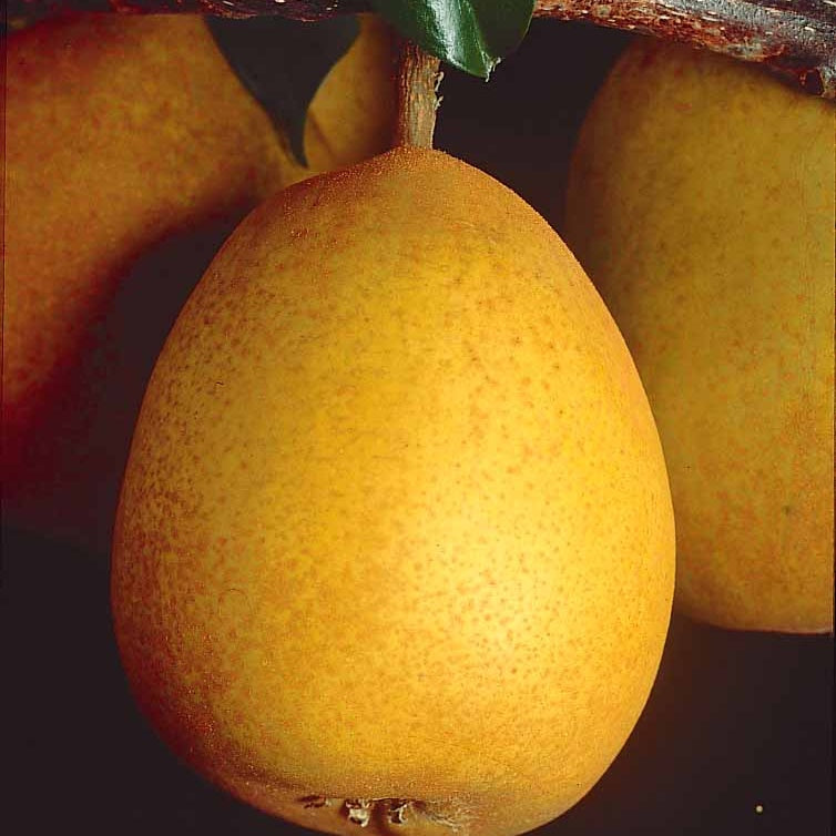 Perenboom 'Beurré Hardy' - Pyrus communis Beurré Hardy - Willemse