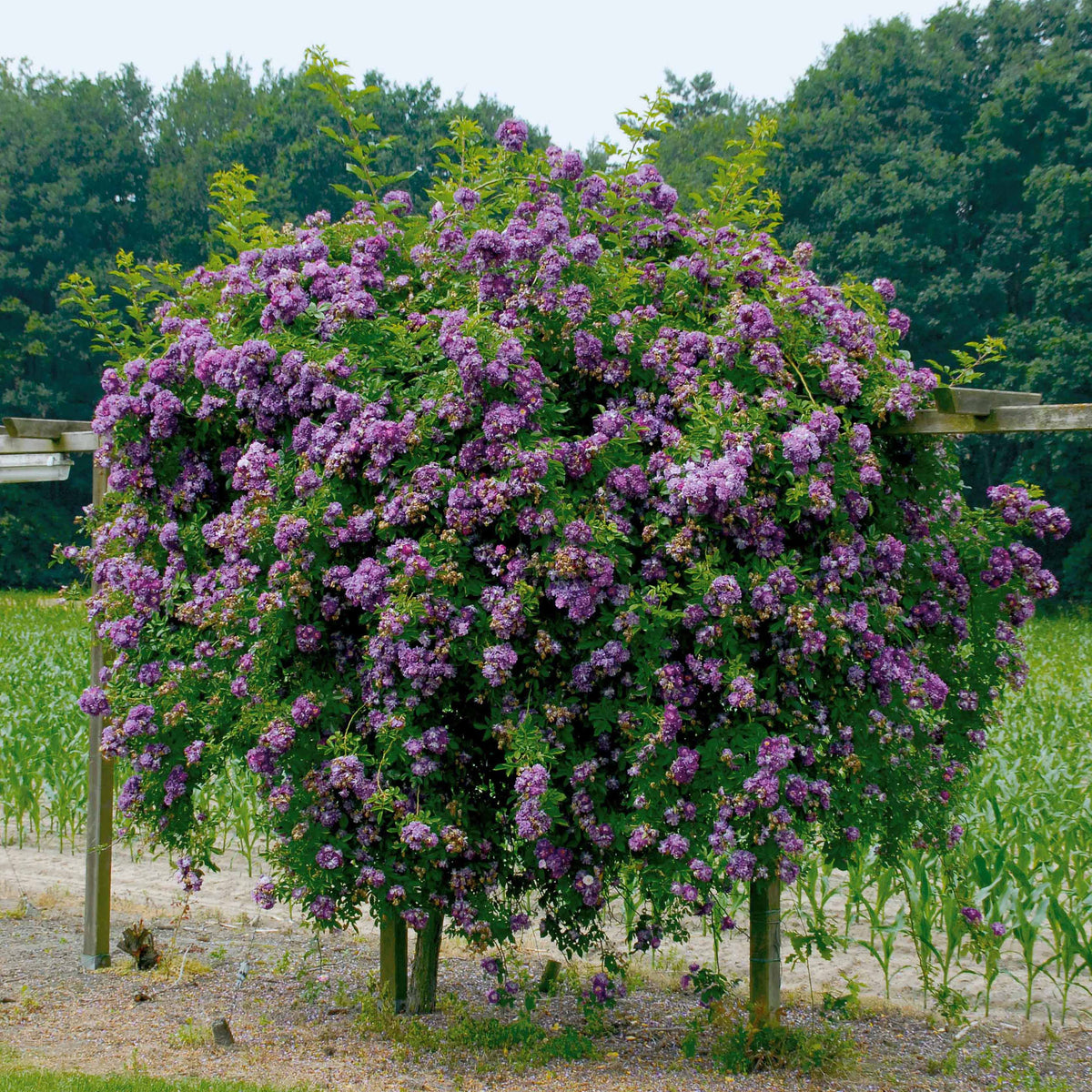 Stamroos Blue Violet - Rosa veilchenblau - Willemse