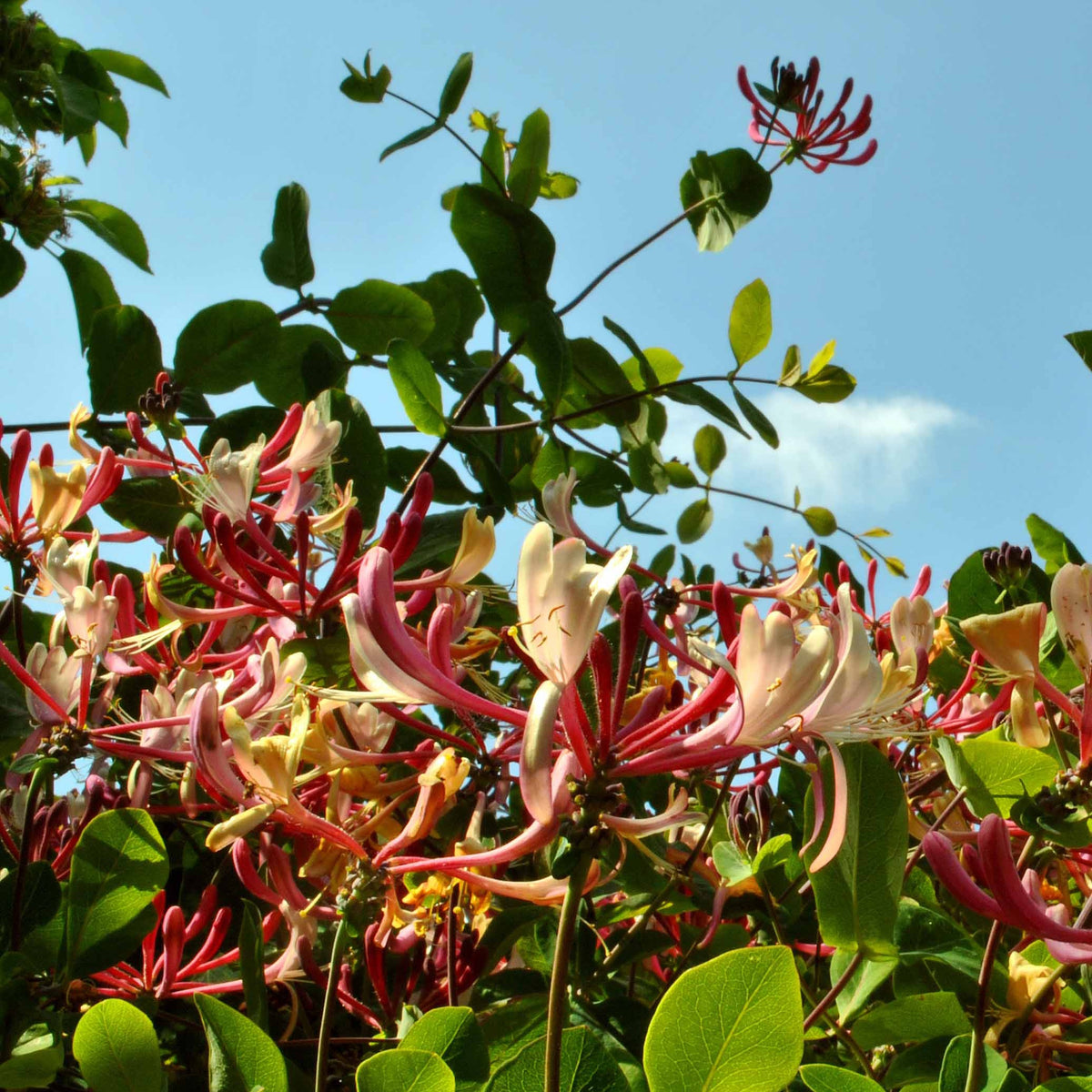 Lonicera periclymenum serotina - Wilde kamperfoelie 'Serotina' - Kamperfoelie