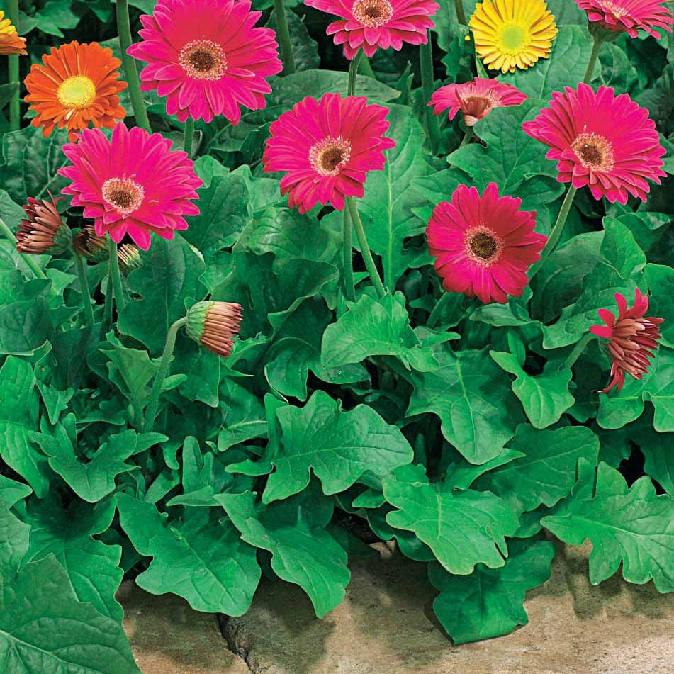 Gerbera Garvinea Pam (x2) - Willemse