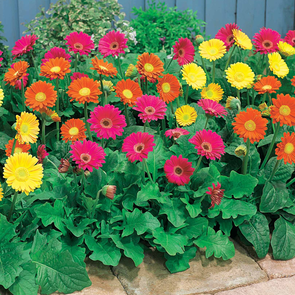 Gerbera Garvinea Pam (x2) - Willemse