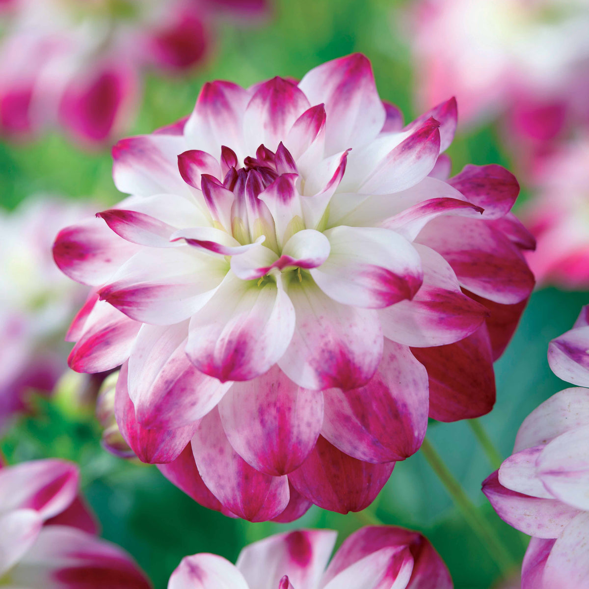 Dahlia 'St. Martin' (x3) - Willemse