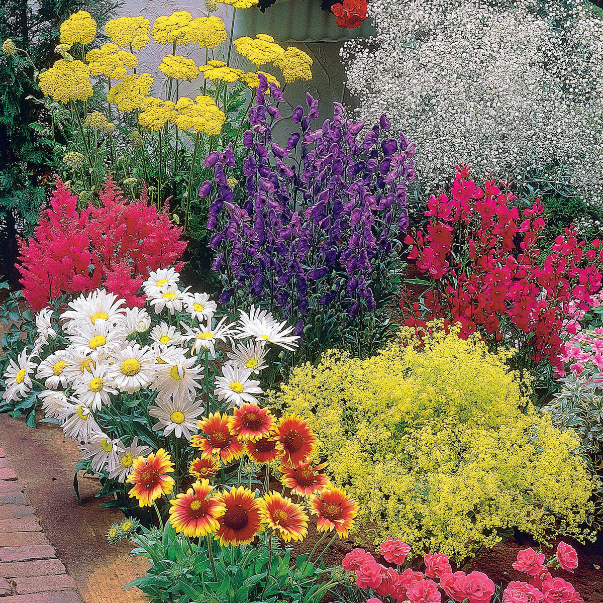 Makkelijke vaste planten borderpakket - ca. 1,5 m² - Achillea filipendula, Sidalcea Rosanna, Aconitum arendsii, Astilbe, Lencanthemum superbum Silver Princess, Alchemilla Mollis, Gaillarda Kobold, Dianthus plumarius Fortuna - Willemse