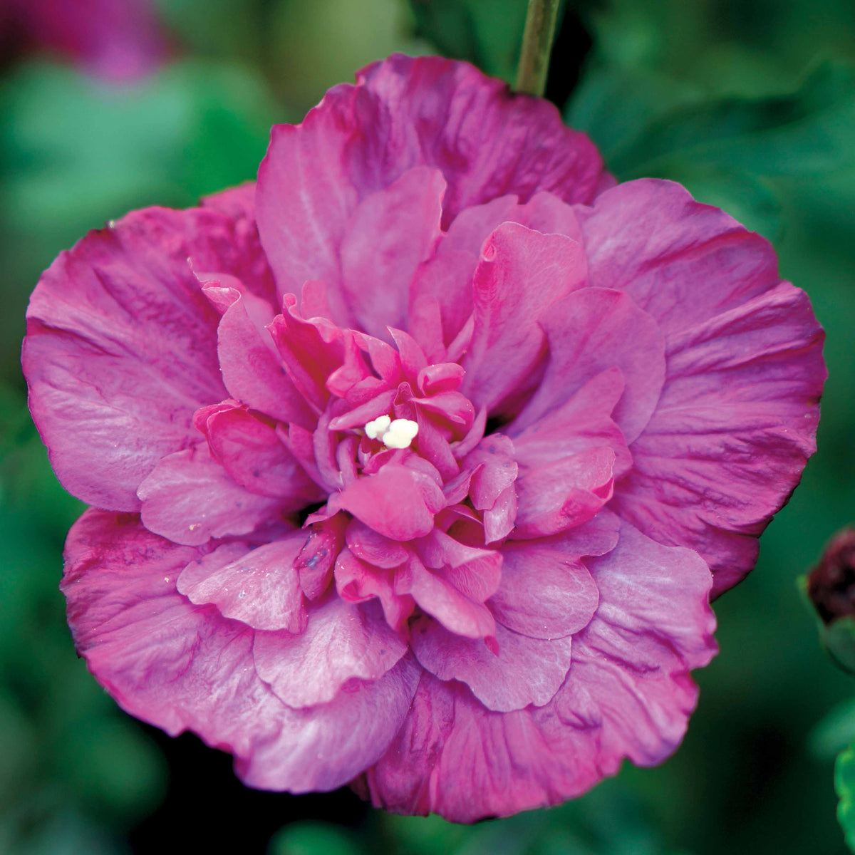 Altheastruik 'Magenta Chiffon' - Hibiscus syriacus magenta chiffon - Willemse