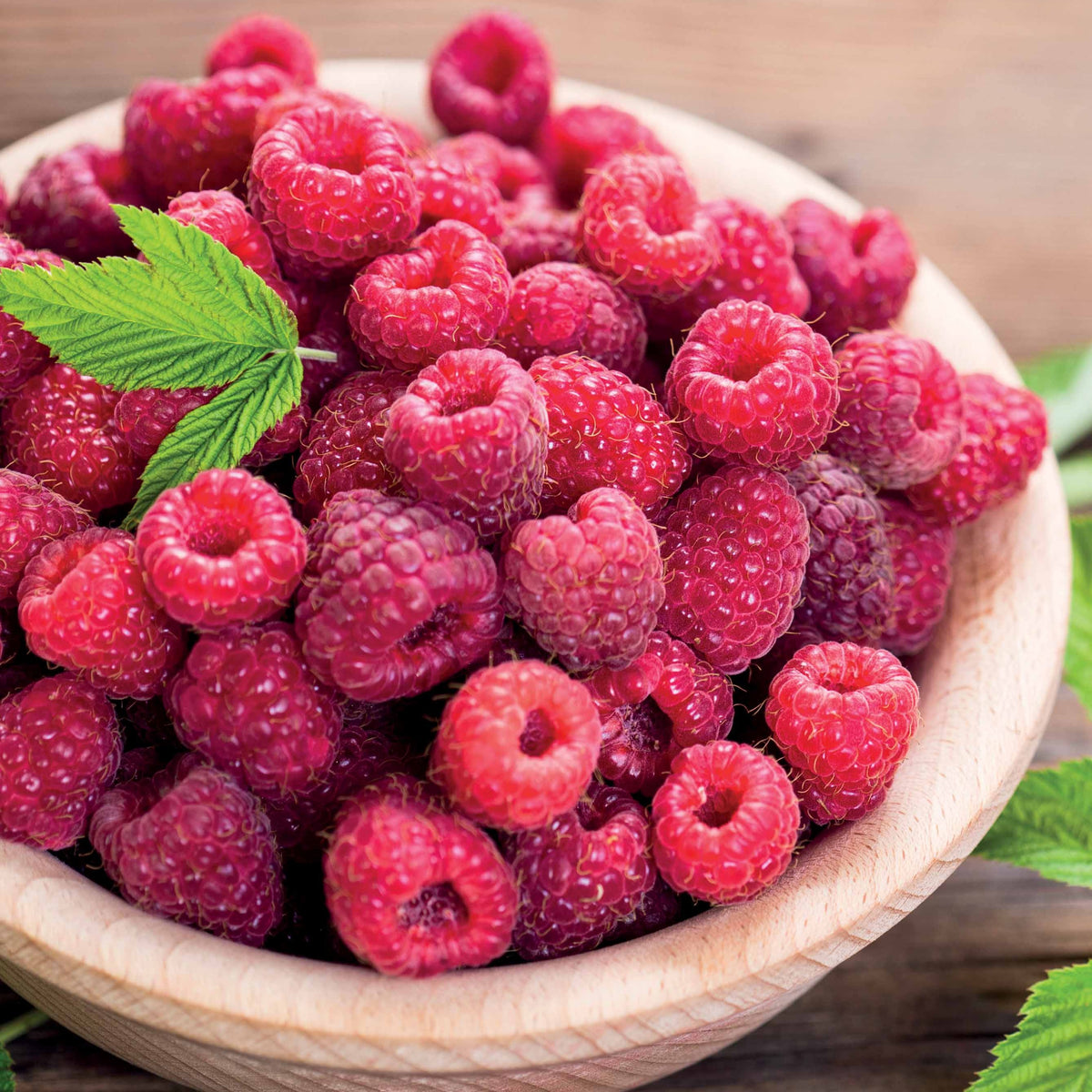 Framboos 'Paris' - Willemse