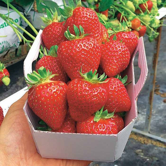 Aardbei 'Magnum' - Fragaria x ananassa magnum cov marionnet 97 - Willemse