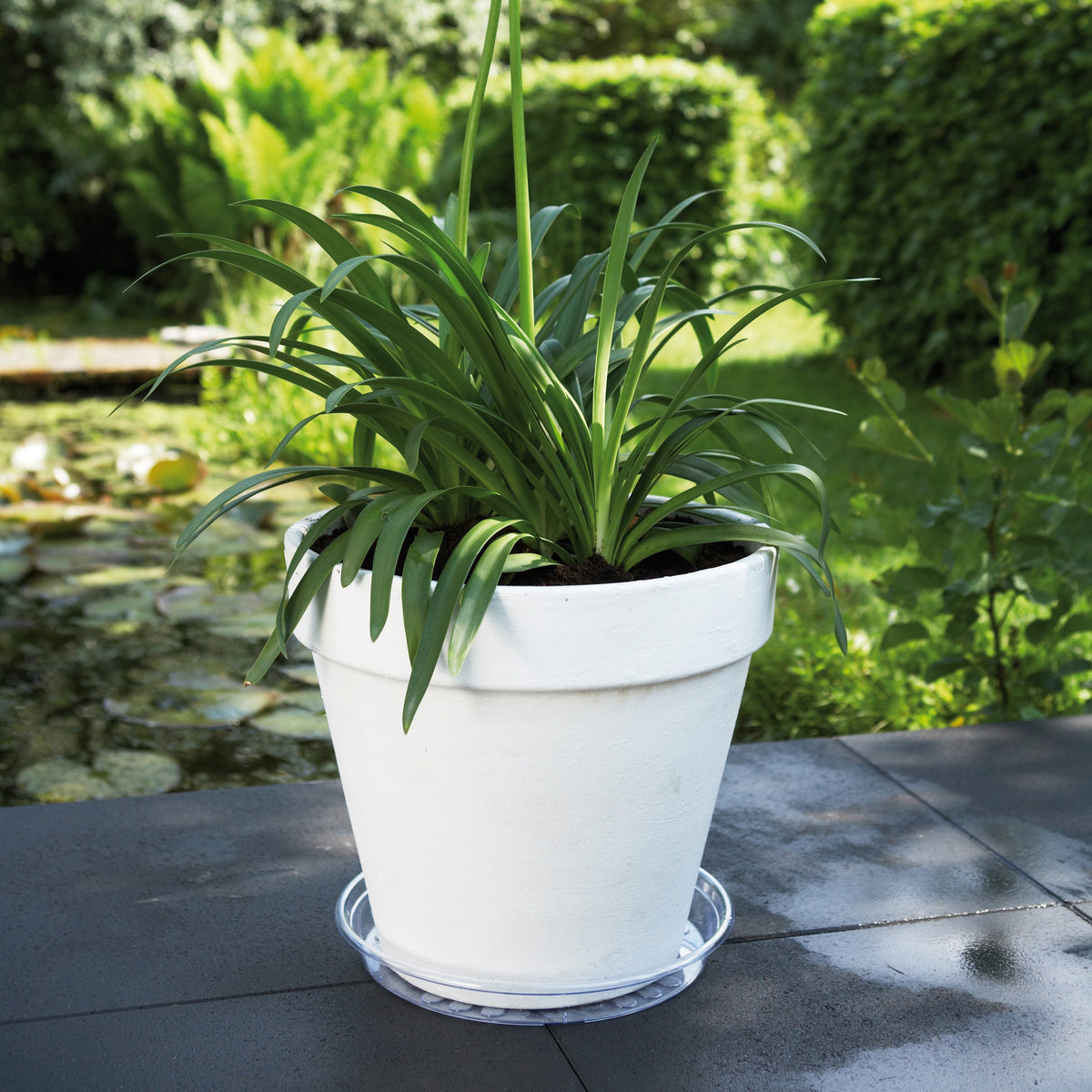 Elho Uni-Saucer transparant schoteltje - - Willemse