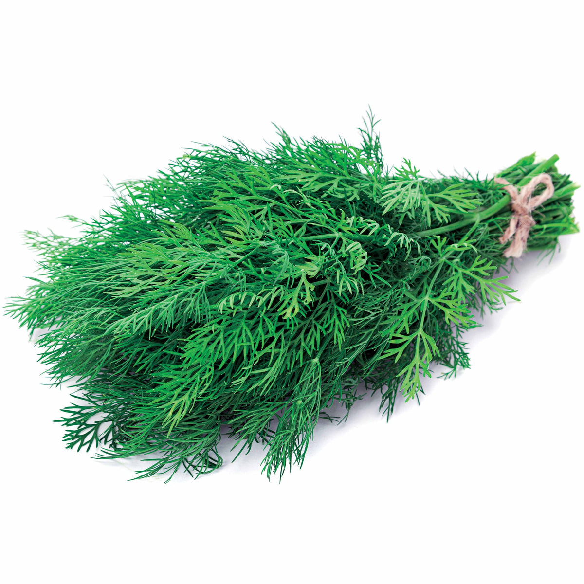 Dille 'Bouquet' - Anethum graveolens bouquet - Willemse