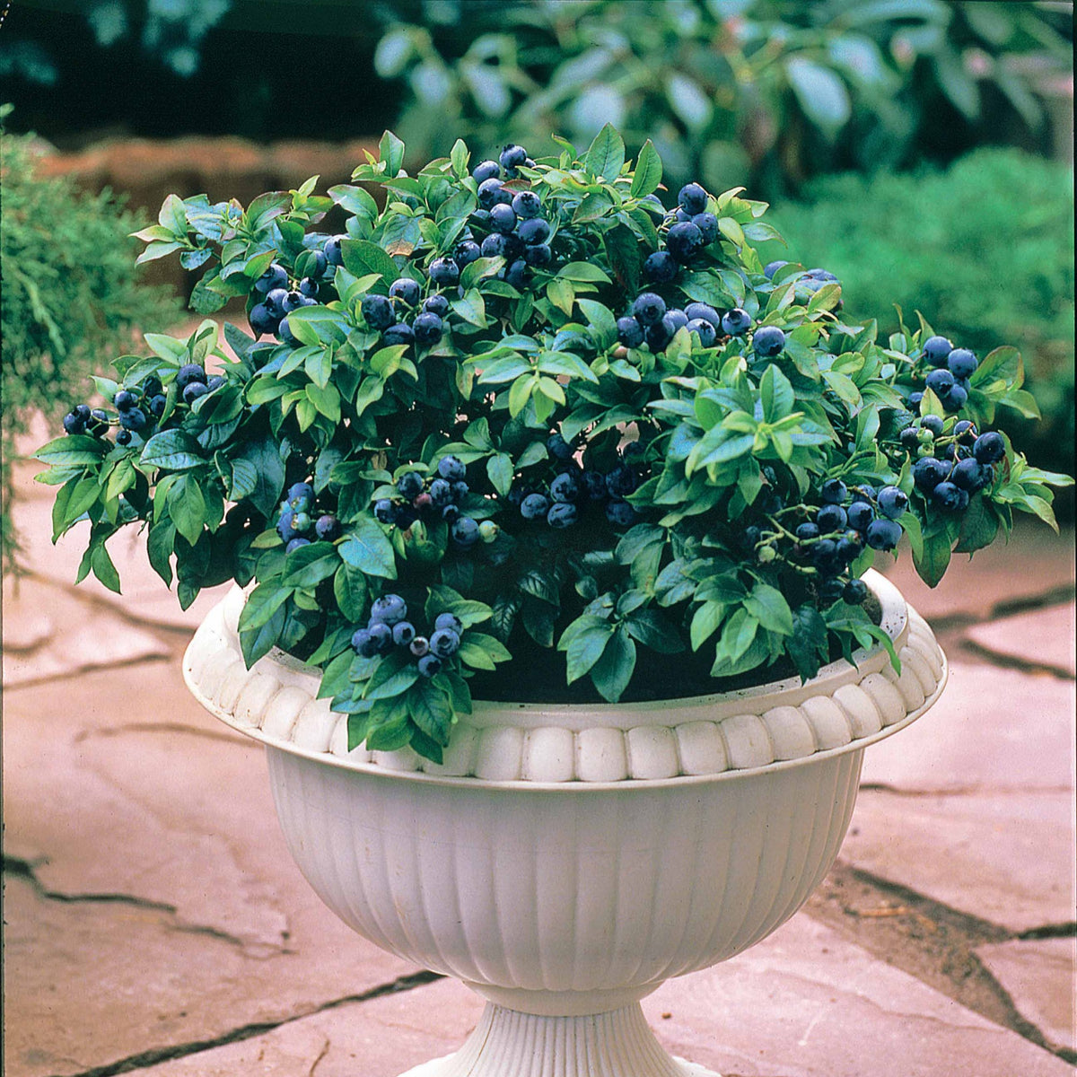 Blauwe bes 'Top Hat' - Willemse